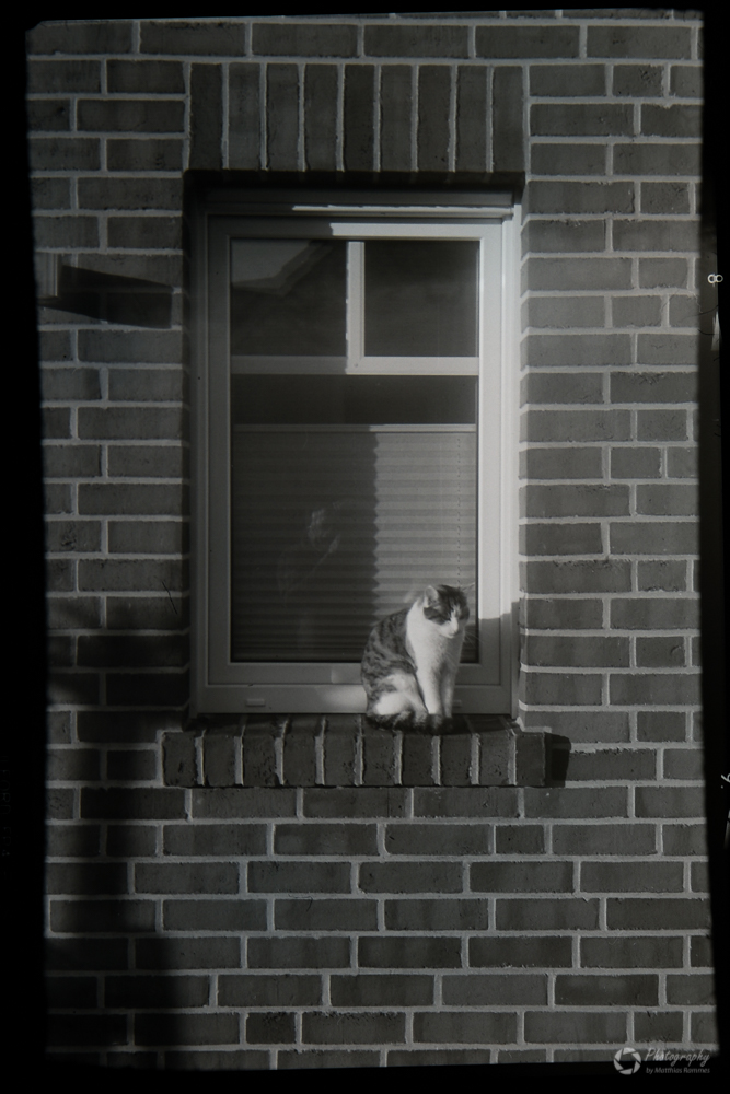 Katze - Analogfotografie