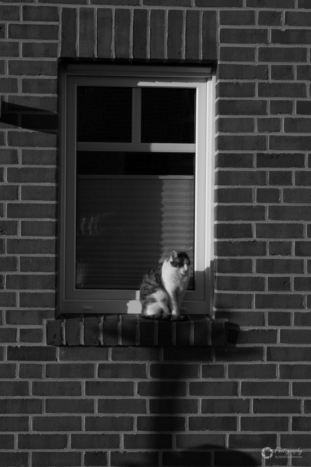 Katze - Digital