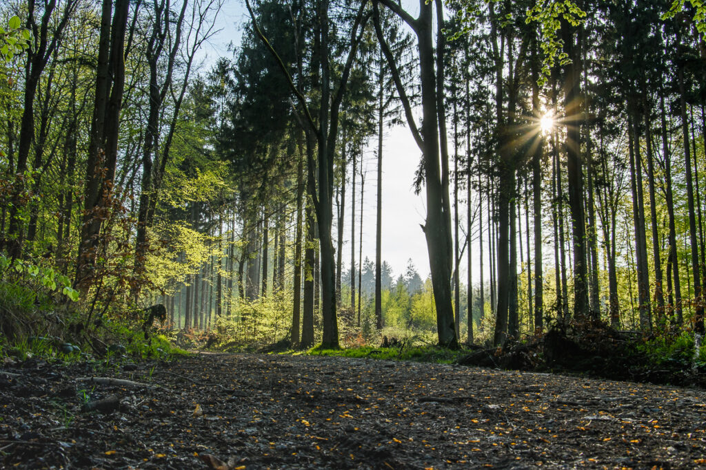 Frühling