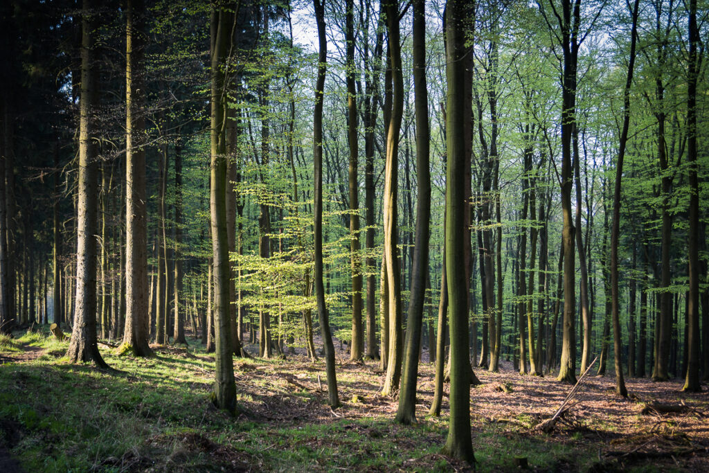 Mitten im Wald