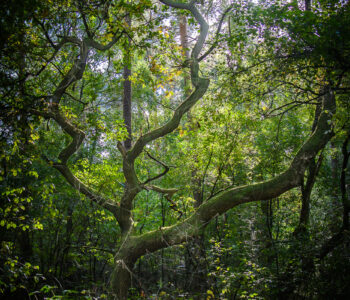 Mystery tree