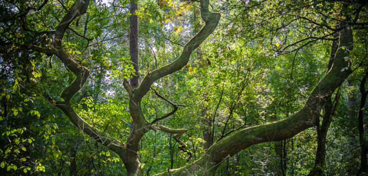 Mystery tree