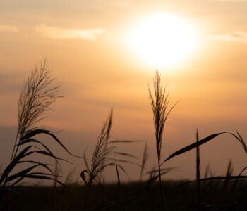 Sonnenuntergang am Steinhuder Meer