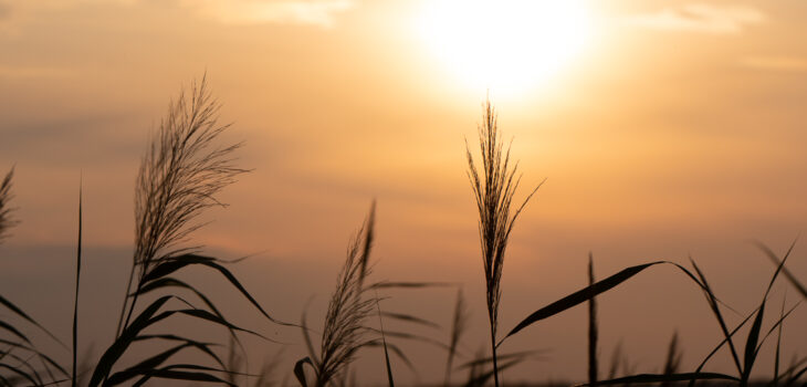 Sonnenuntergang am Steinhuder Meer