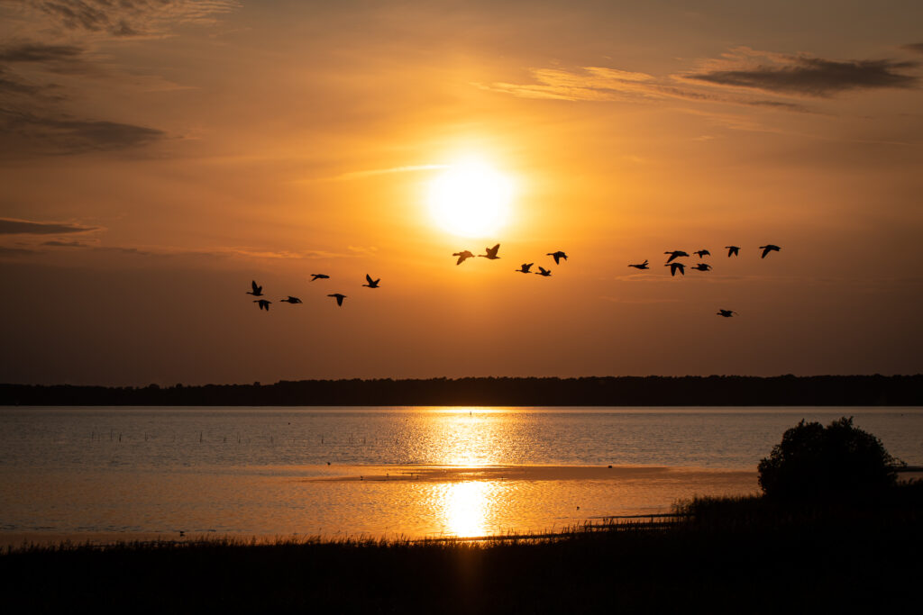 Vögel im Sonnenuntergang