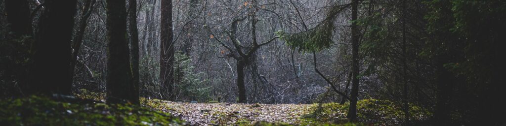 Einsamer Baum