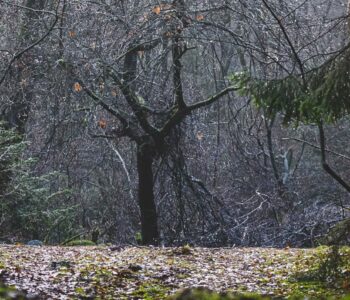 Einsamer Baum