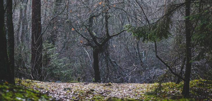 Einsamer Baum